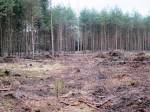 Fotookénko: Nález munice v hradeckých lesích