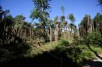 Hradecké lesy po loňských bouřích omladí miliony nových stromků
