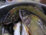 Městské lesy hlásí: Chytání ryb „na Stříbrňáku“ pro každého!