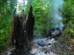 Sucho sužuje příměstské lesy, hrozí i požáry
