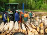Palivové dřevo z hradeckých lesů od října podraží