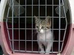 Toulavých koček v ulicích Hradce přibývá, není je kam umístit