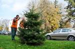 Krádež stromků před Vánocemi lapkům pěkně zasmrdí