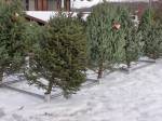 Vánoční stromky jsou už k mání, od neděle se budou prodávat i ty z městských lesů