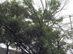 V Malšovicích padla část stromořadí, nahradí ho třicítka nových javorů