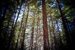 V hradeckých lesích se letos vysadí nejvíce stromů v historii