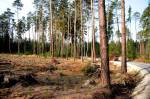 Za peníze z těžby dřeva v hradeckých lesích se opravují cesty i hráze rybníků