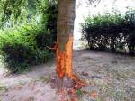 Kvůli vzkazu ničil vandal památeční strom, lidem zůstal rozum stát