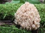 Zveme: Do hradeckých lesů na projížďku anebo na houby s odborníky
