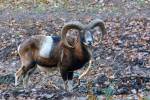 Hradecké lesy přivítaly nové nájemníky – muflony
