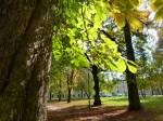 Hradecký park Háječek se dočká nových stromů a keřů