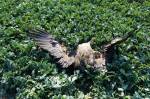 Vzácného orla mořského někdo poblíž Roudnice na Hradecku otrávil