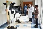 Model krávy za milion a až z Kanady pomáhá při výuce hradeckým studentům