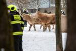 V Malšovicích se potulovaly krávy, splašenou musela zastřelit zásahová jednotka