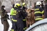 V Malšovicích se potulovaly krávy, splašenou musela zastřelit zásahová jednotka