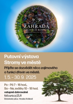 Stromy ve městě